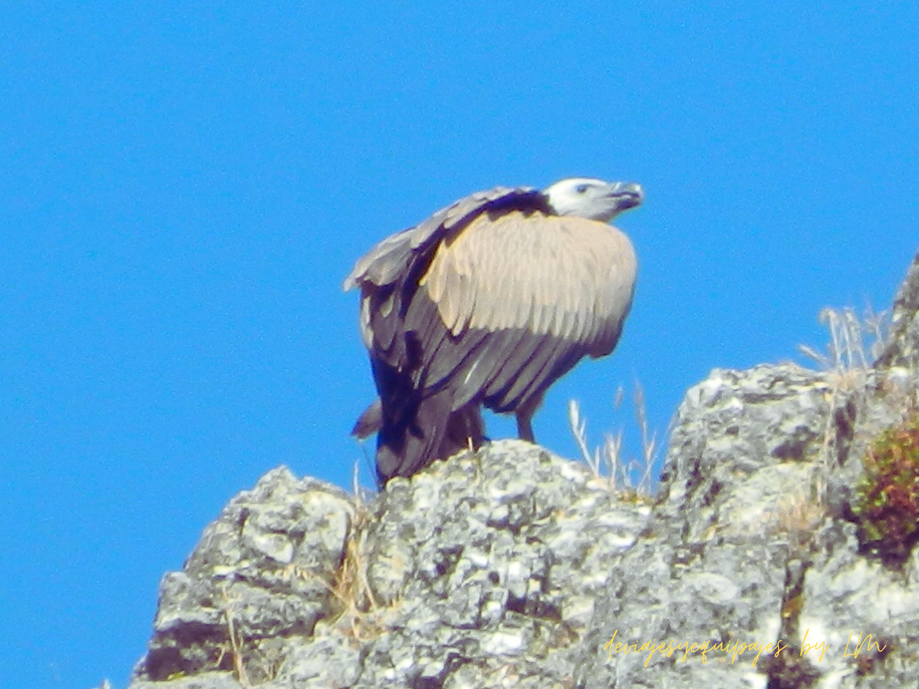 buitre leonado