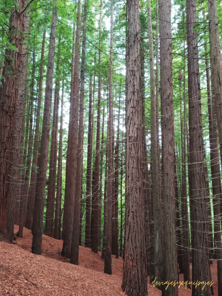 Bosque secuoyas Cabezon
