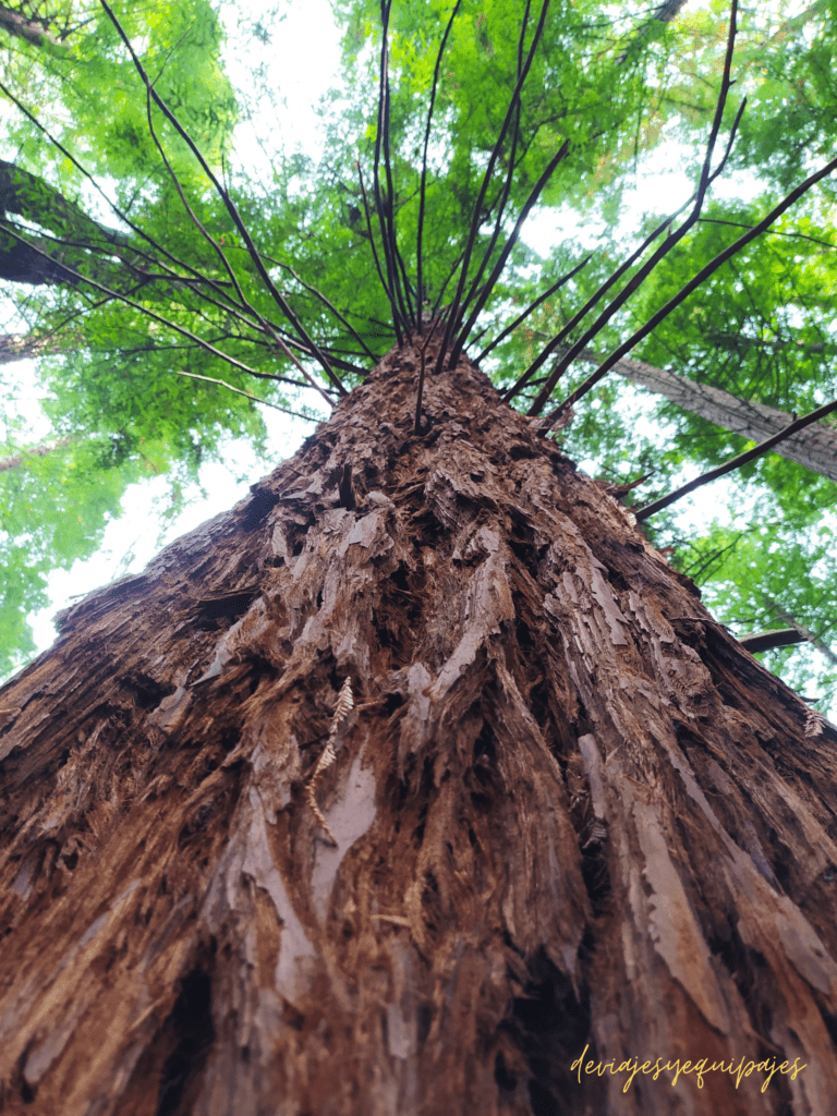 Bosque secuoyas Cabezon